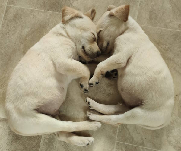 puppies asleep together