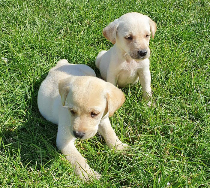 puppies in the garden