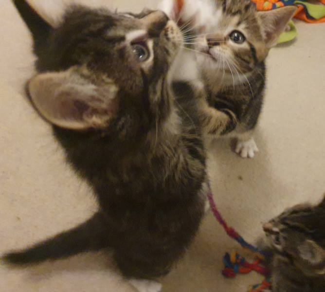 3 kittens playing with toy