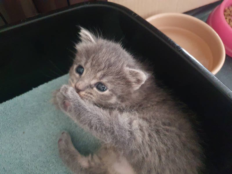 Grey tabby cat